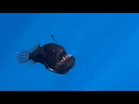 Into the Abyss: The Rare Sighting of the Black Seadevil