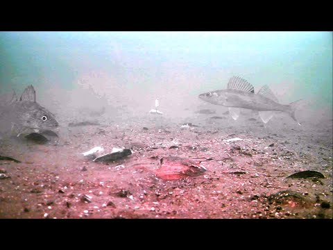 Underwater Fishing Expedition: Revealing the Hidden World Beneath the Surface
